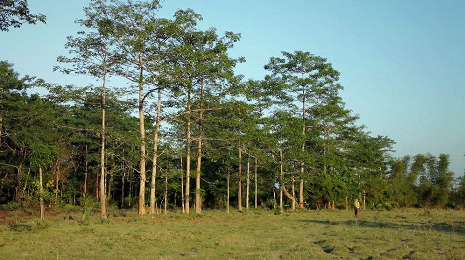 An Indian islander has been planting trees for 35 years and turned 550 hectares of deserted island into a forest--top emoticon