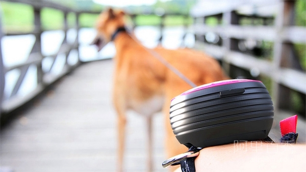 Lishinu, a dog leash that can be worn on your wrist, makes walking your dog easi
