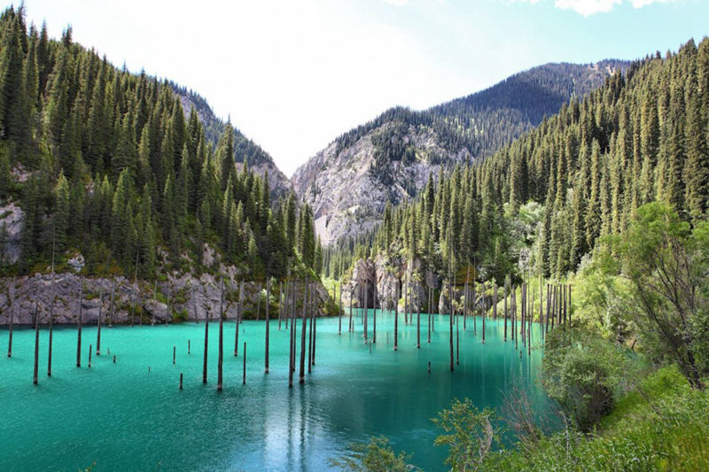 8 unique forests, like from an alien planet--top emoticon