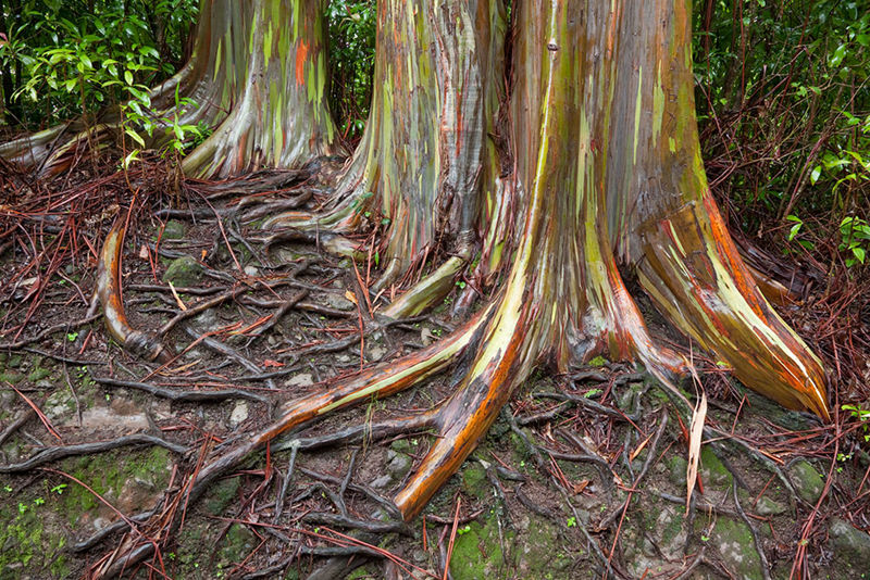 8 unique forests, like from an alien planet - top emoticon
